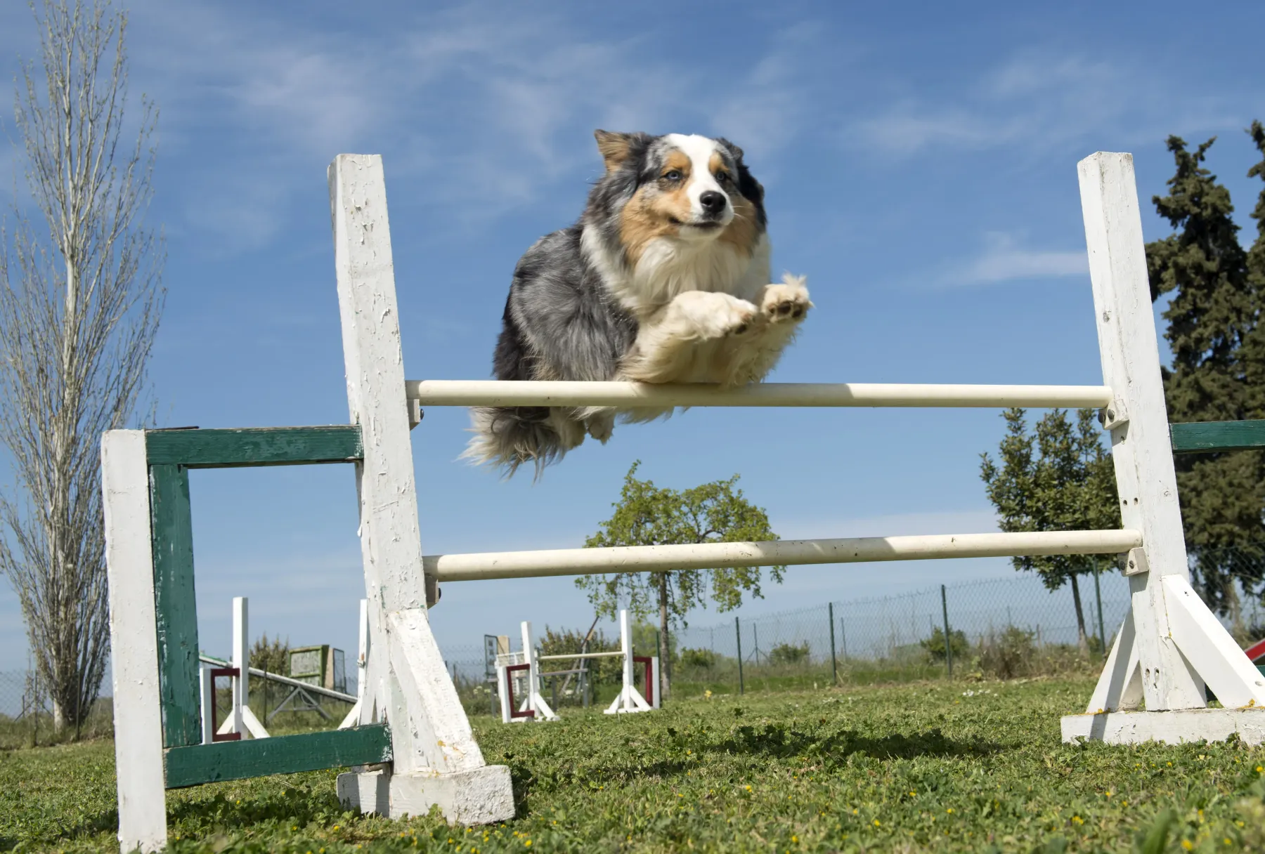 agility par cours obstacles chien