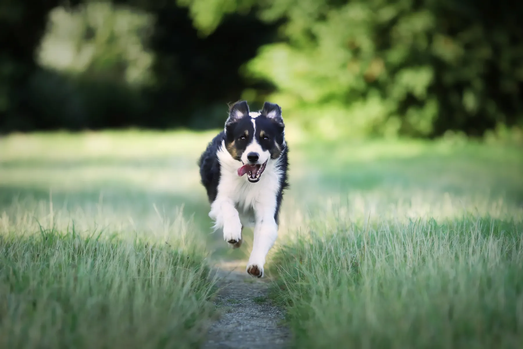 les bonnes raisons de faire du sport avec son chien